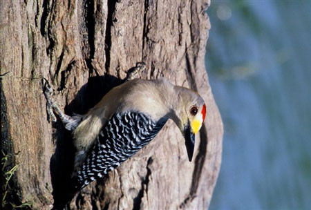 …noisy Golden-fronted Woodpeckers… (lb) Credit:  