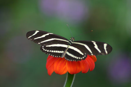 The butterfly and dragonfly diversity in the valley is astounding and we may run into such living gems as this Zebra Longwing… Credit:  