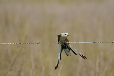 We’ll also visit the drier country to the north of the river where we’ll likely find the elegant Scissor-tailed Flycatcher….(BR) Credit:  
