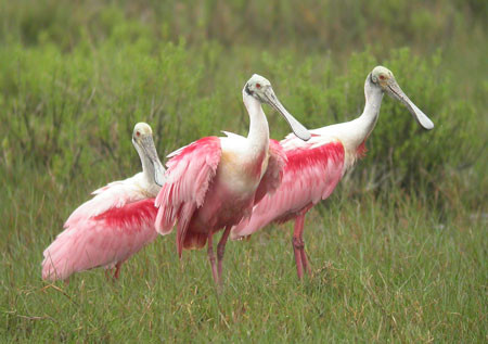 Our trip to South Texas will include visits to varied habitats. On the coast we’ll encounter birds such as Roseate Spoonbills… (mo) Credit:  