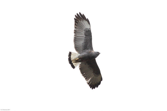Variable Hawk is one of the species to be looked for way up here…