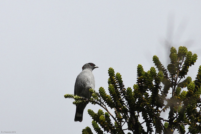 …or Red-crested Cotinga.