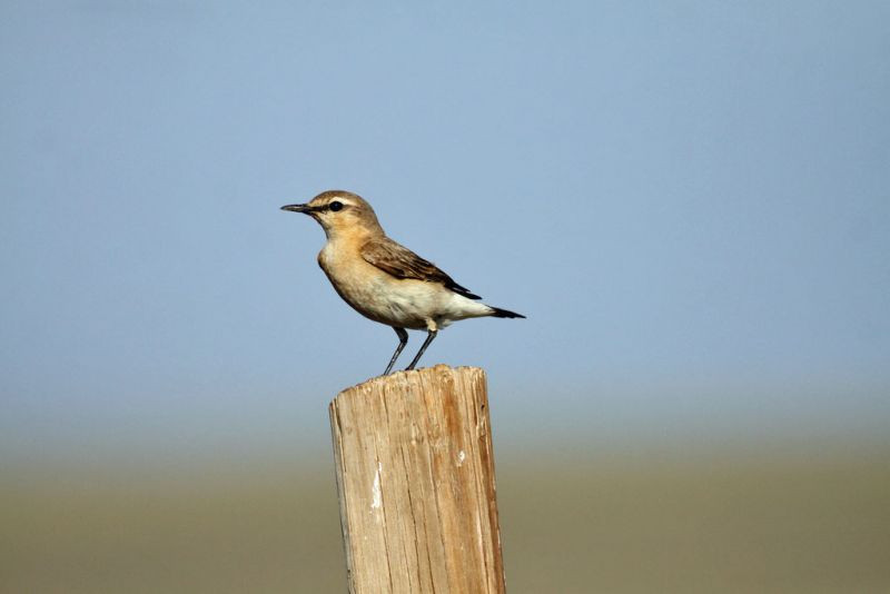 …always prepared to stop for an Isabelline Wheatear…