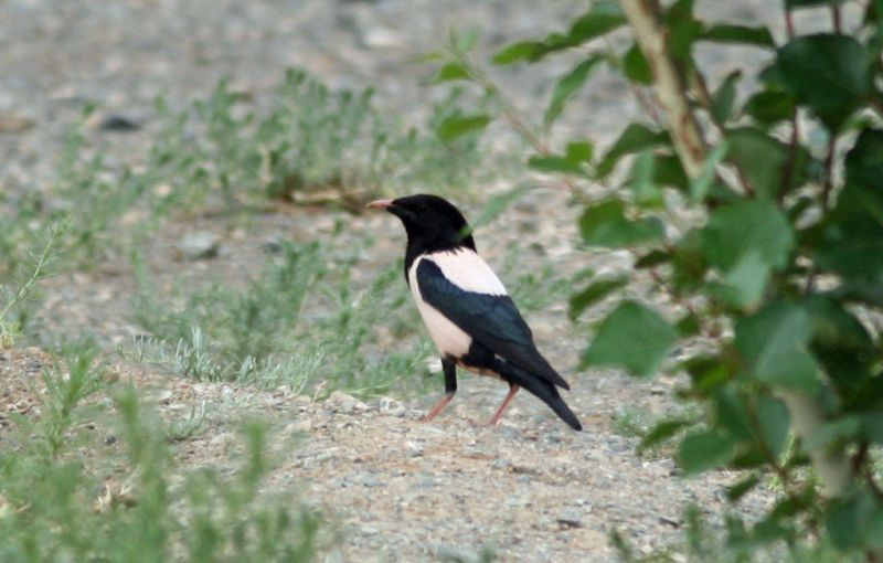 …and is as well a good time for vagrants; this Rose-colored Starling for example.