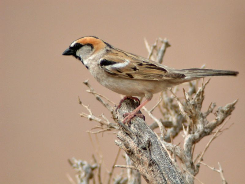 …local Saxaul Sparrows…