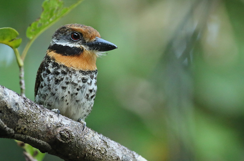 …or this strikingly patterned Spotted Puffbird.