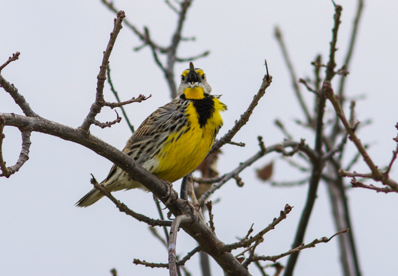 … where we may hear the songs of both Western and Eastern Meadowlarks…