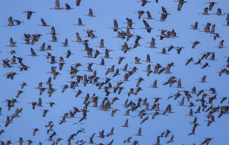 …including the more than half a million Sandhill Cranes that stage here each March…