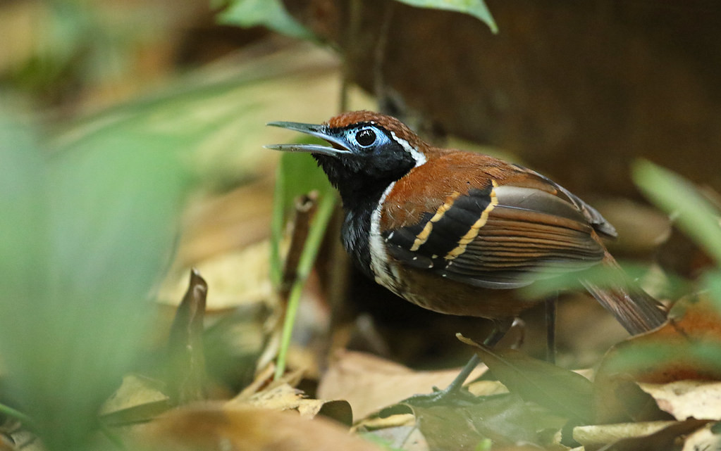 Antbirds feature strongly on this tour, including the attractive Ferruginous-backed…