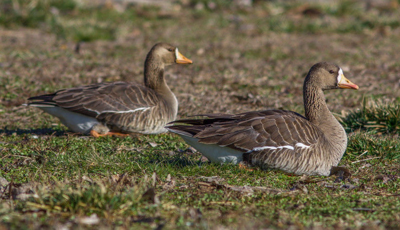 …and colorful Greater White-fronted Geese.