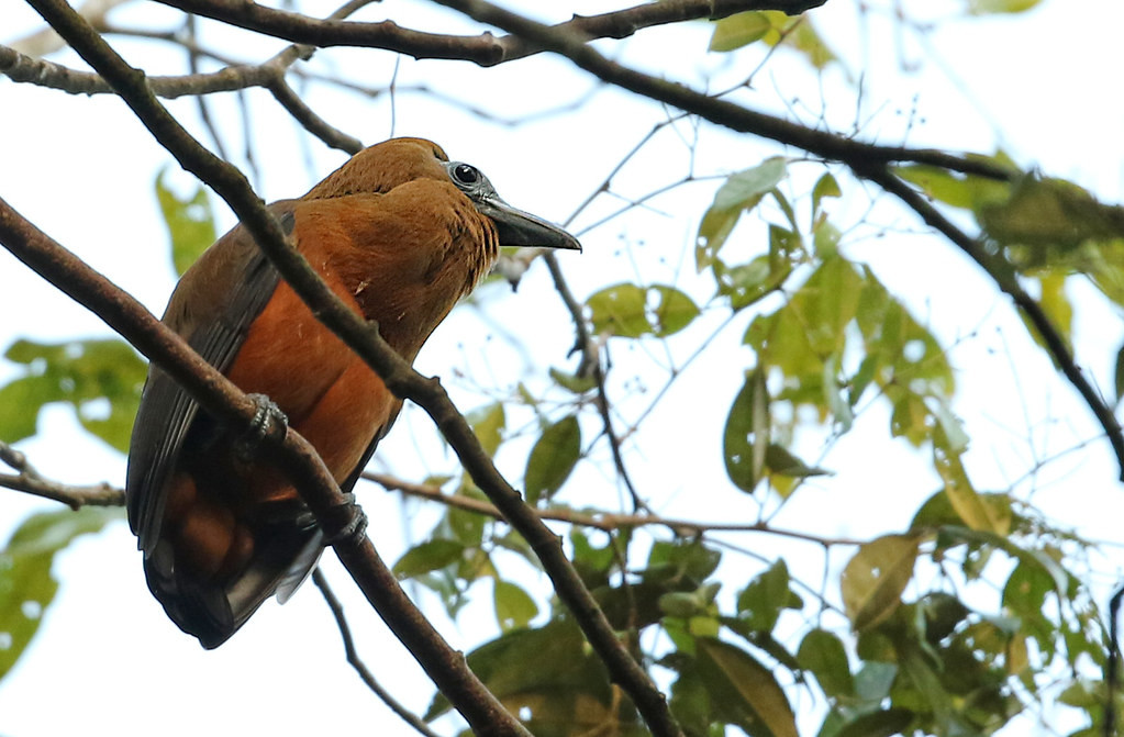 …the weird looking Capuchinbird and his impressive display…