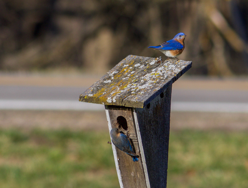 …and watch Eastern Bluebirds scout cavities for breeding sites.