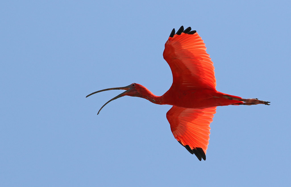 …the impossibly bright Scarlet Ibis…