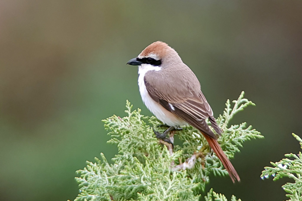 This is a fantastic place for birds - Turkestan Shrike is common.