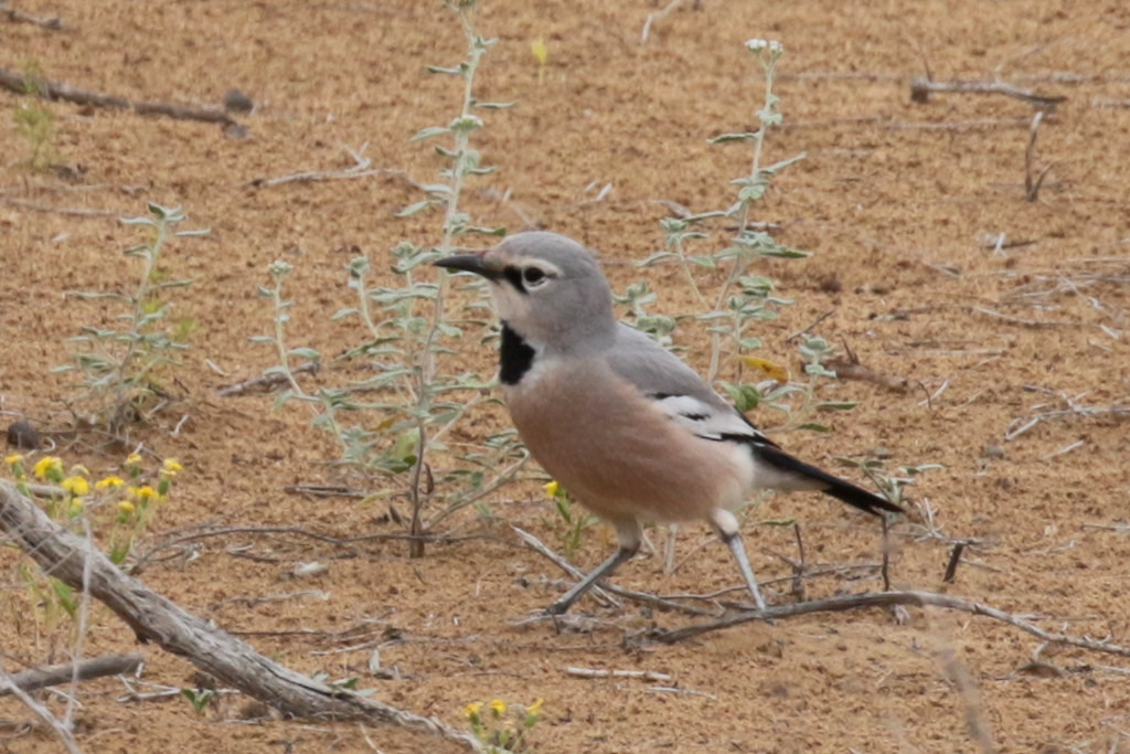 This is by far the best place to see Pander’s Ground-jay, one of the most sought-after birds on the tour