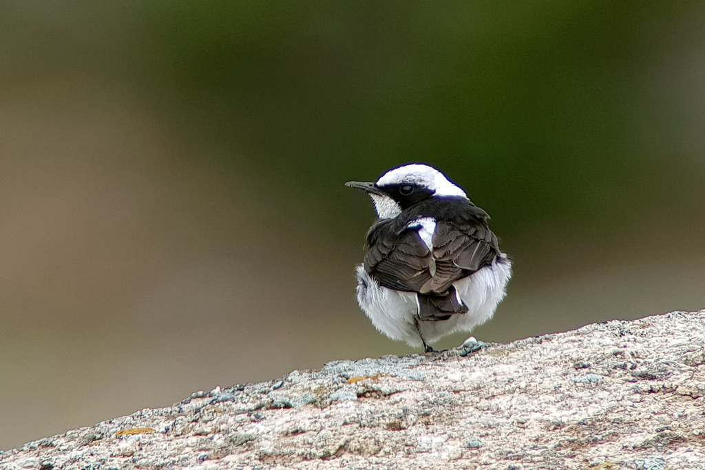 …and the similar Pied Wheatear, here one of the rare ‘vittata’ forms