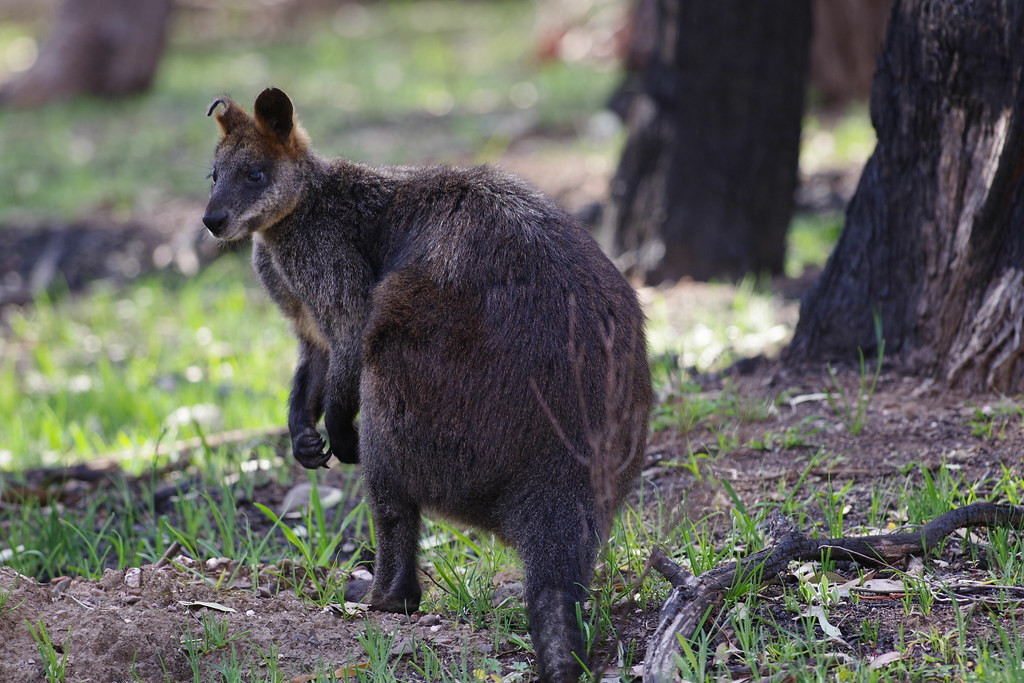 Of course, we’ll see a few iconic mammals as well, from wallabies 