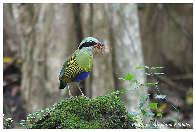 and the ground dwelling bejewelled Bar-bellied Pitta