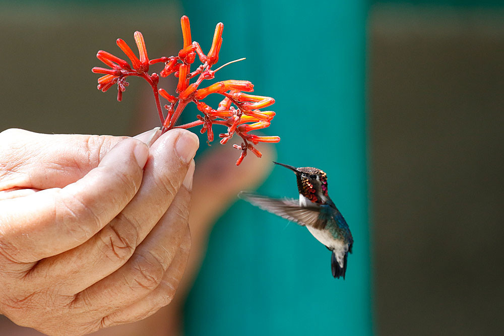 In the same region, a local backyard attracts the minute Bee Hummingbird and…