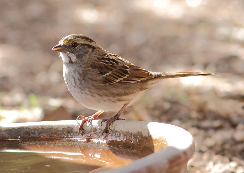 … rare but regular White-throated Sparrows…