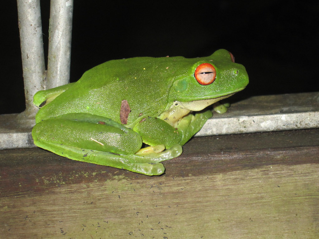 Red-eyed Treefrogs serenade us at night,