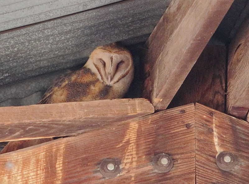 Though not always in barns this Barn Owl decided to roost in one.
