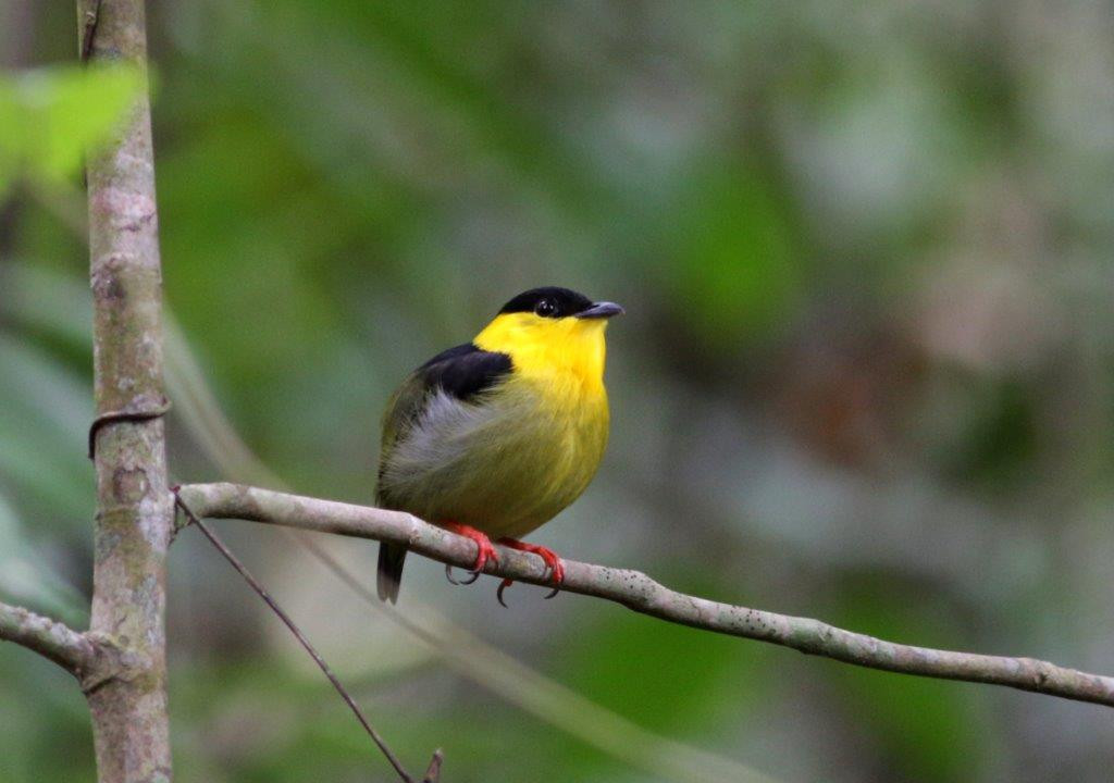 and Golden-collared Manakins…