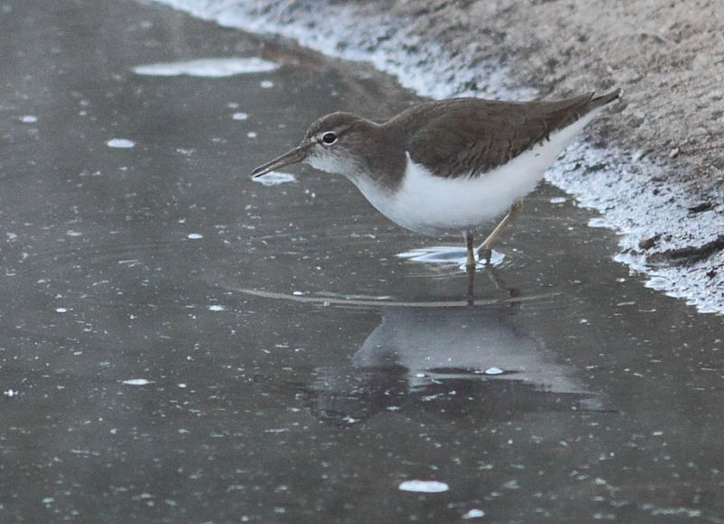 …a foraging Spotted Sandpiper…