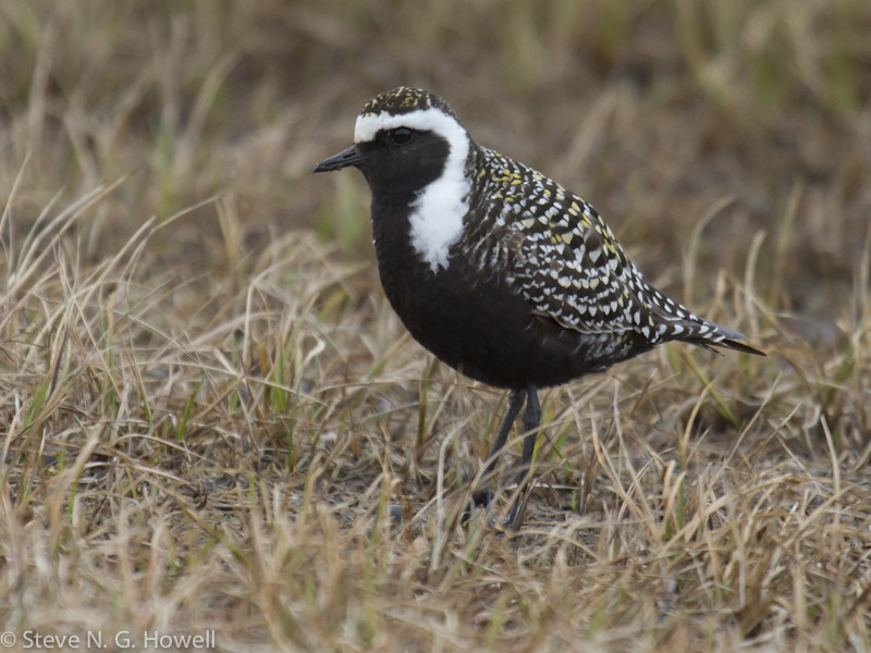 …will reveal a host of breeding shorebirds, like this American Golden-Plover…
