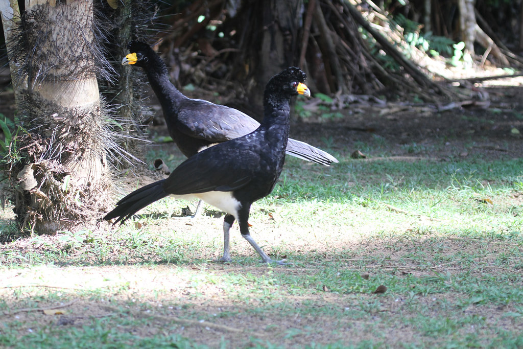 …and we might chance upon other forest birds like these threatened Black Curassows…