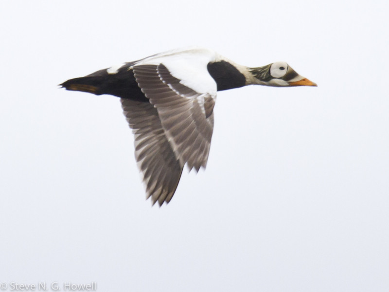 We’ll look too for all four species of Eider, with a special focus on the endangered Spectacled…