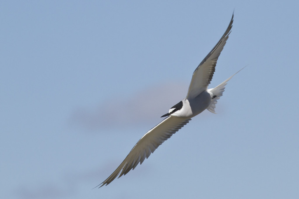 Some years the local colony of Aleutian Terns are still active during our visit…