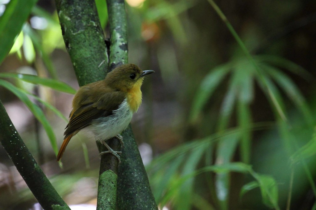 …or the Palawan Flycatcher.