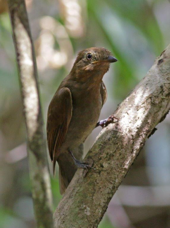 …and understory birds like Rufous-winged Schiffornis.