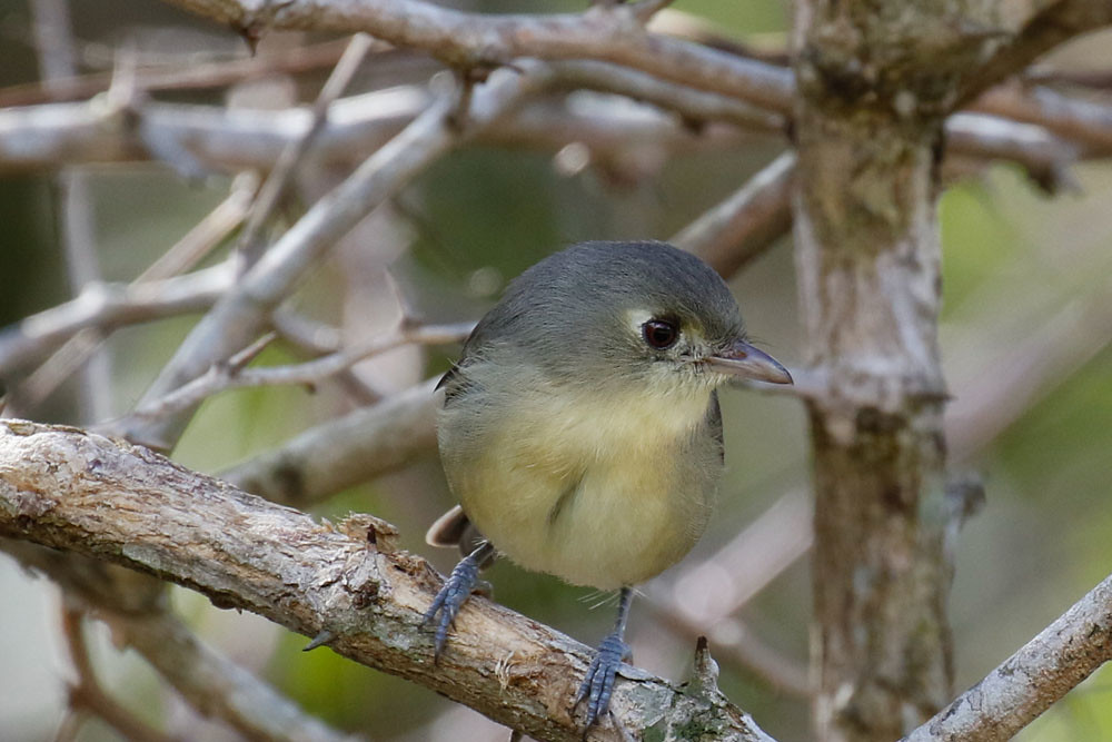 …and might encounter the charming Cuban Vireo.