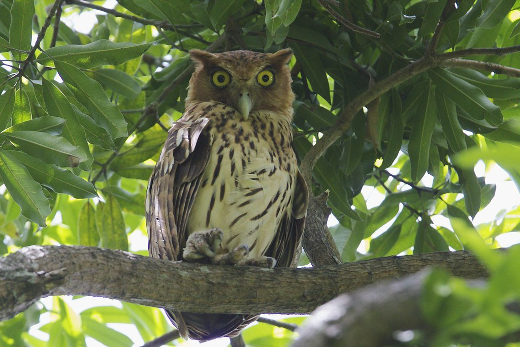 …Philippines Eagle Owl…