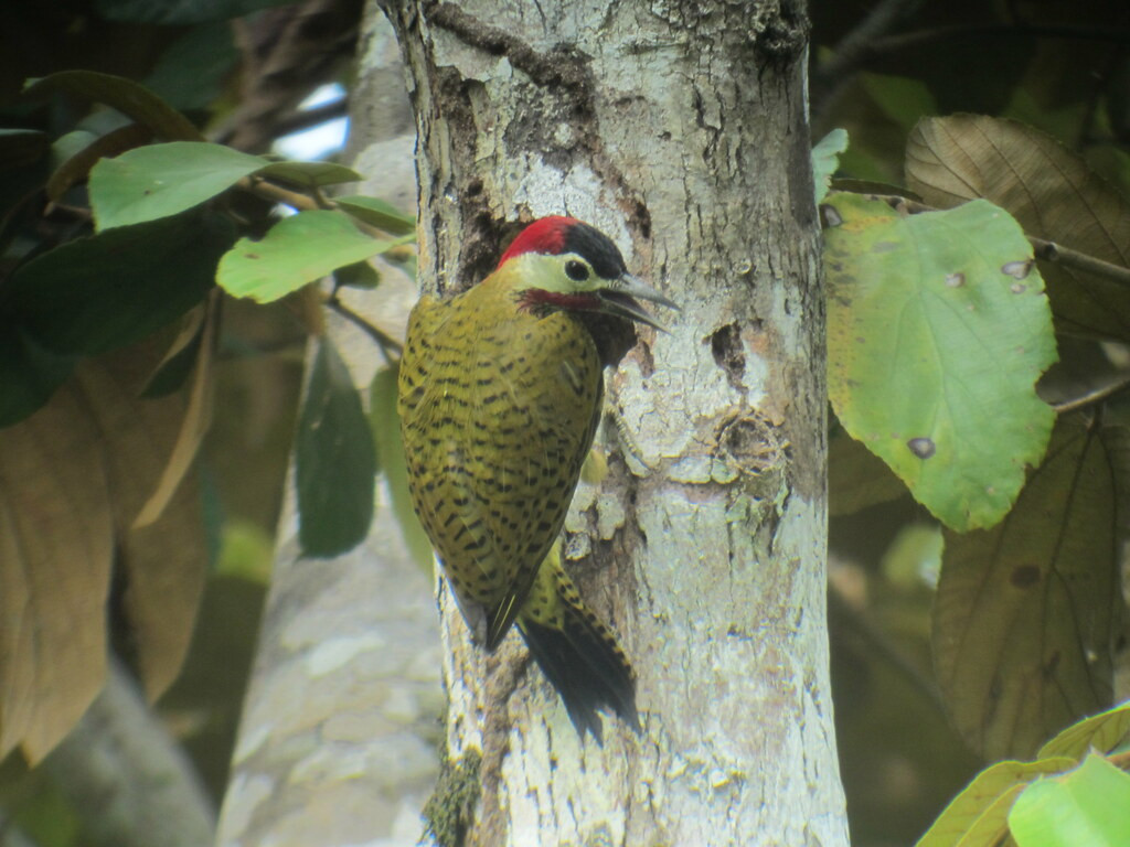 …the beautiful Spot-breasted Woodpecker…