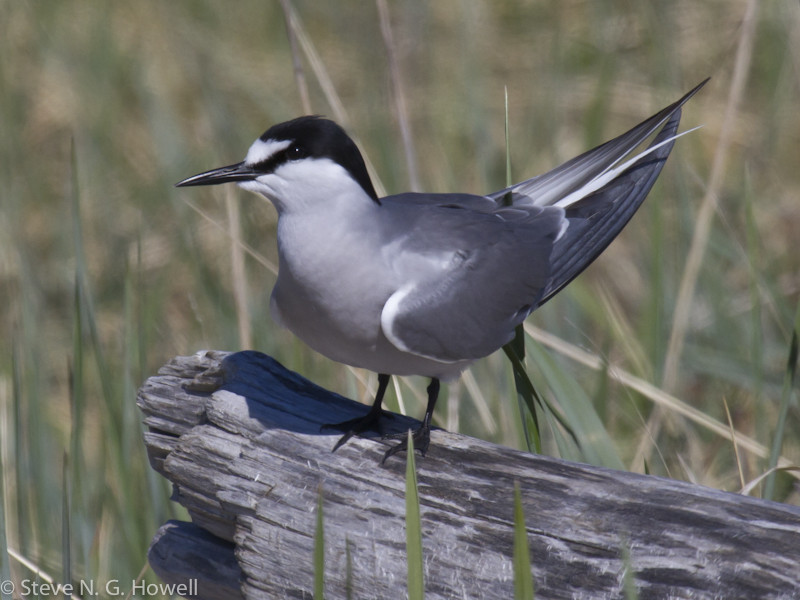 …and the enigmatic Aleutian Tern.