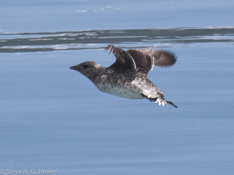 …and our chief prize, the very local Kittlitz’s Murrelet.