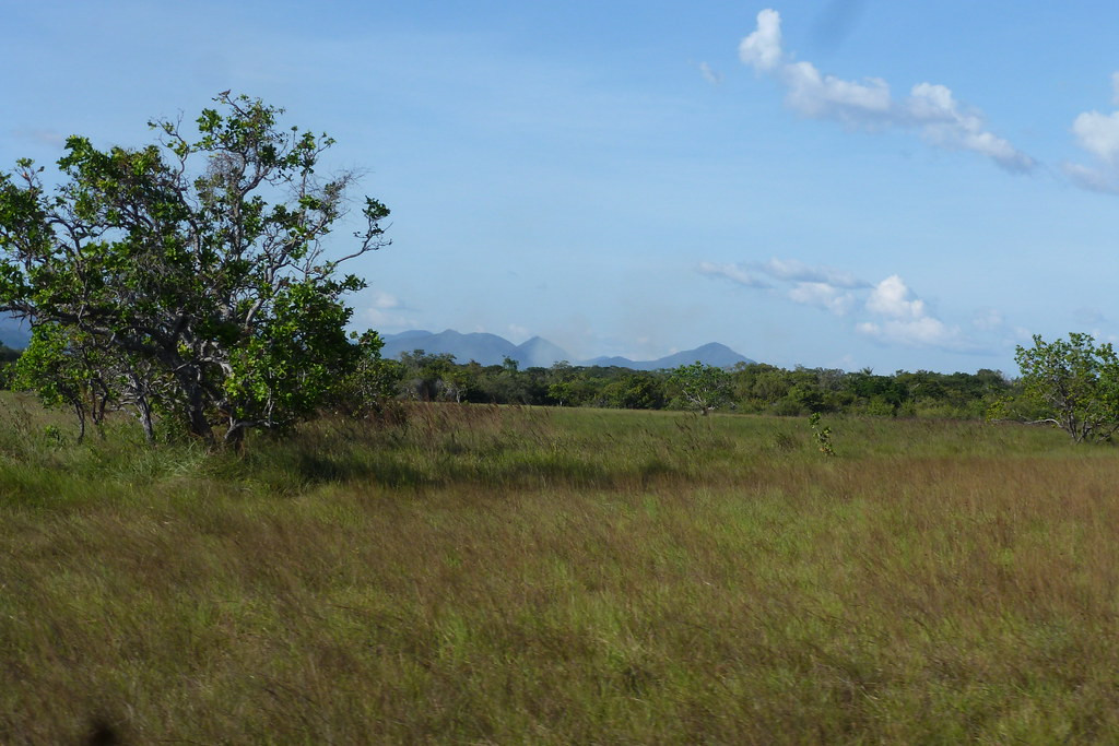 After a week in the forest, we head into the Rupununi savannahs…