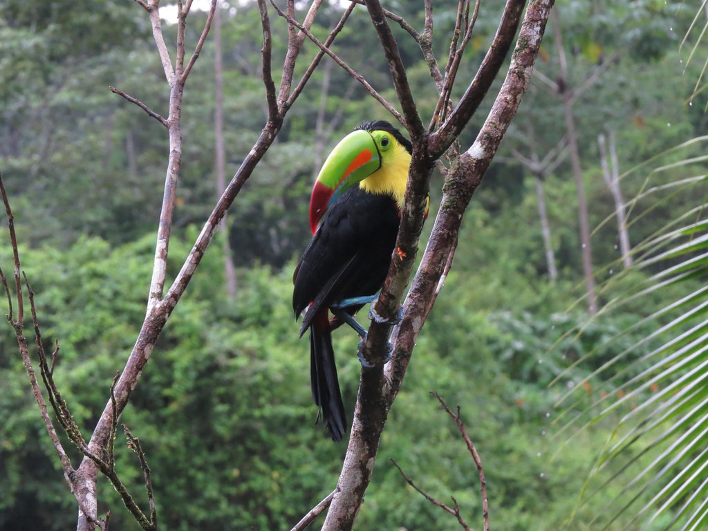 …and gaudy Keel-billed Toucans.