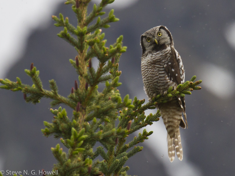 …where we’ll look for several interior Alaska species like Northern Hawk-Owl…