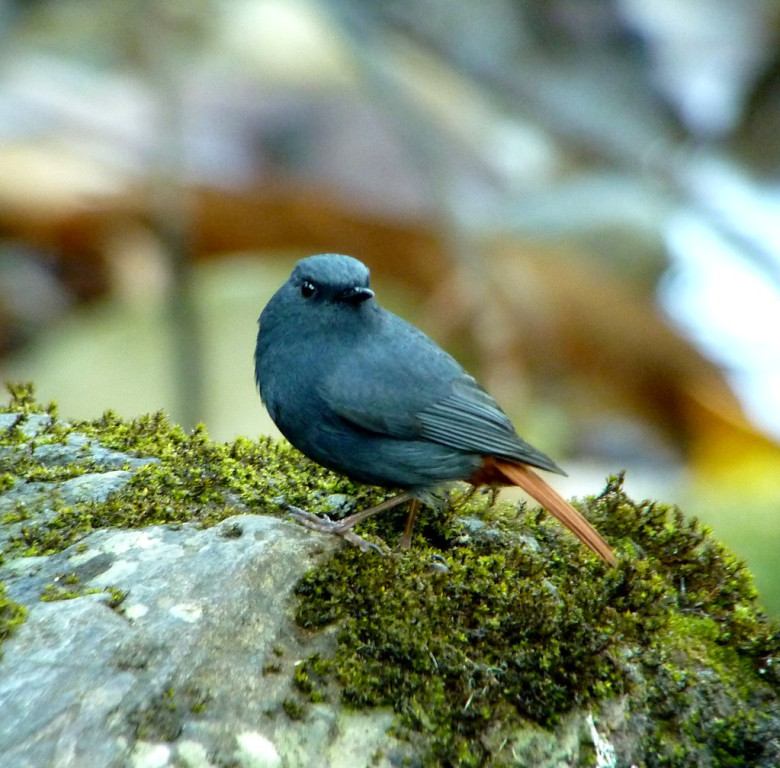 Found in the same habitat as the White-capped Redstarts are the Plumbeous Redstarts.  This is a male.