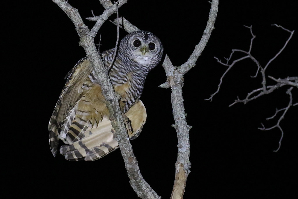 … and the magnificent Chaco Owl - always a firm favourite on this trip!