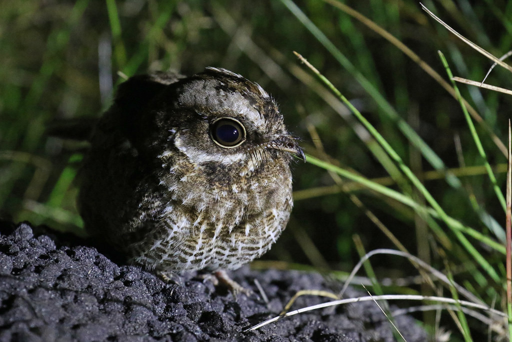 One of the star birds on this tour is the remarkable range-restricted White-winged Nightjar.
