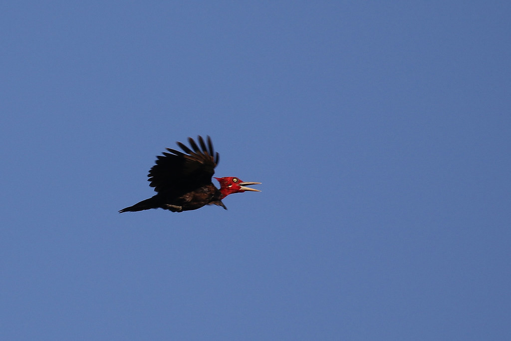 A Cream-backed Woodpecker flies past at close range.