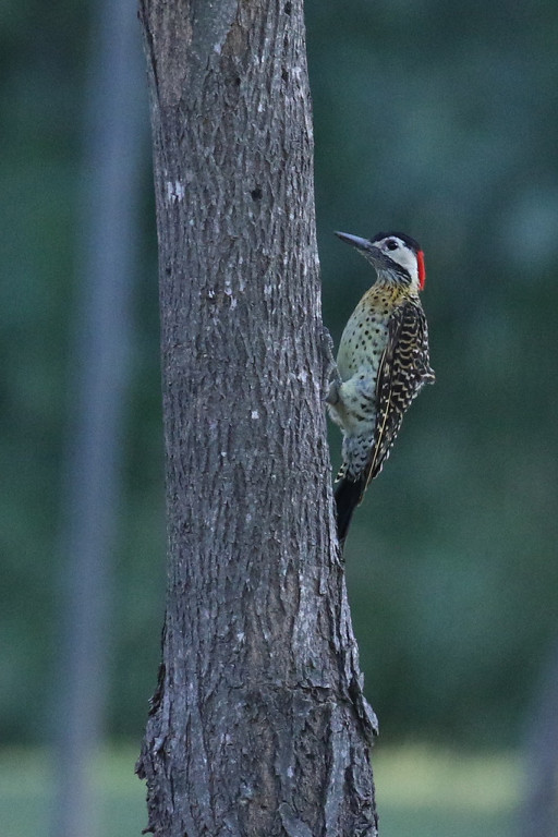 Golden-breasted Woodpeckers are seen along with…