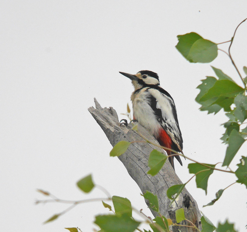 …White-winged Woodpecker,…