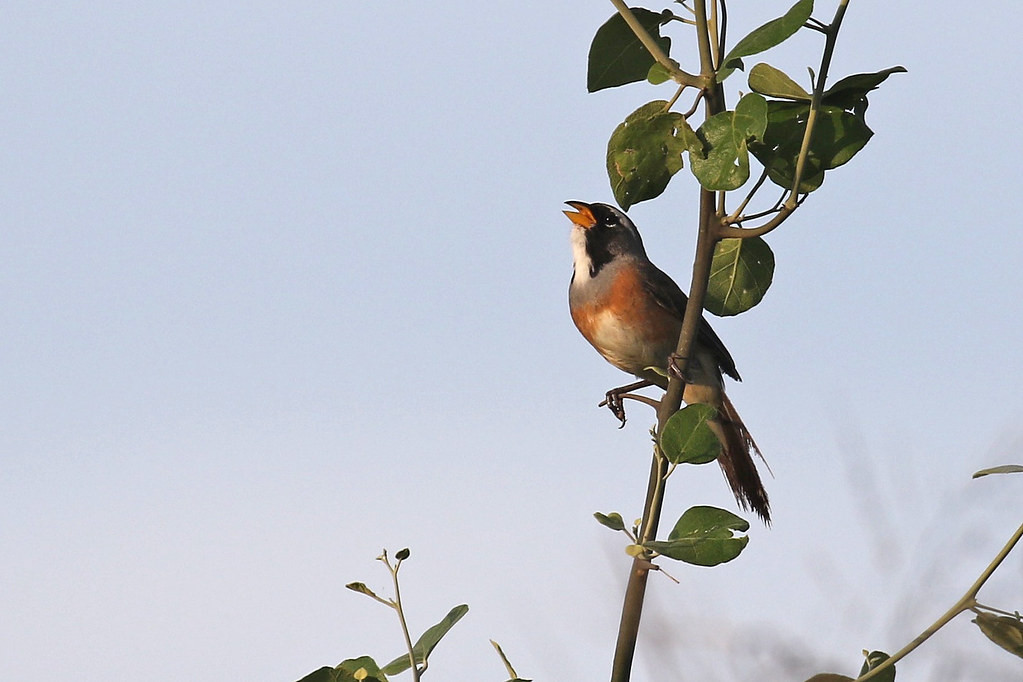 …along with the more melodic Many-colored Chaco Finch.