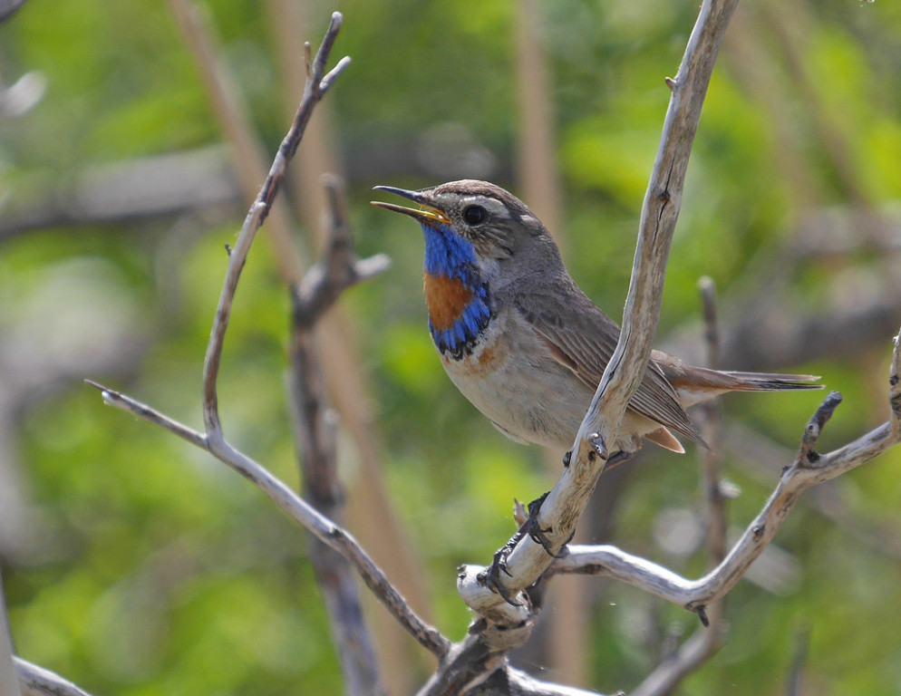 and Bluethroats sing from damp hollows.